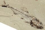 Cretaceous Fish (Spaniodon) With Pos/Neg - Lebanon #200636-1